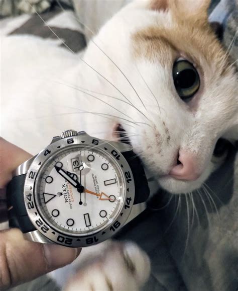 cat rolex